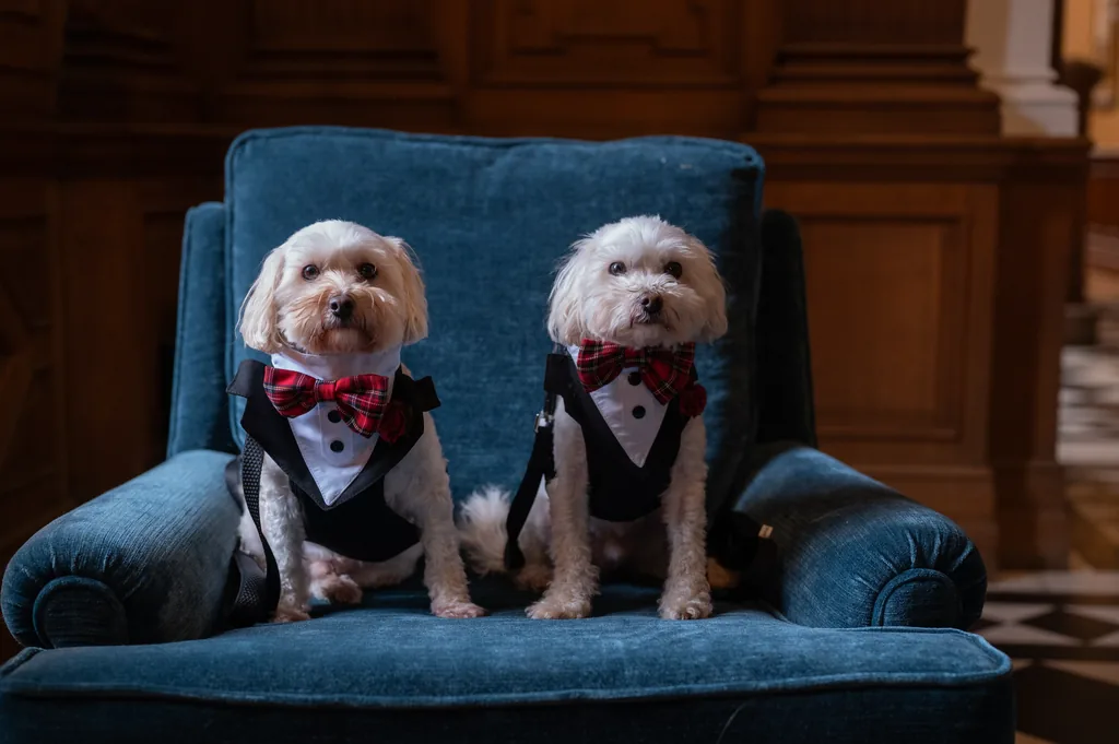 Two small white dogs in tuxedos sitting together on a blue velvet armchair